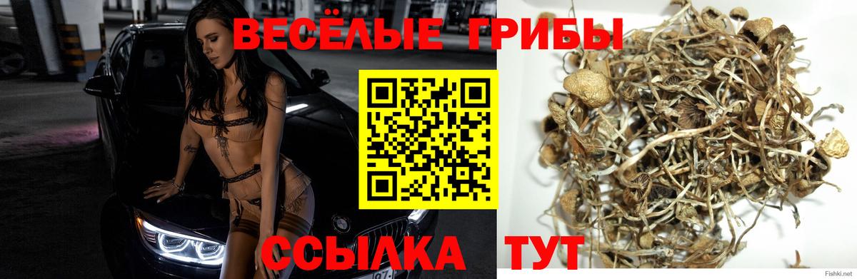 Галлюциногенные грибы Psilocybine cubensis Казань