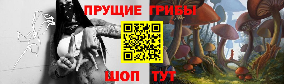 Псилоцибиновые грибы Cubensis Казань